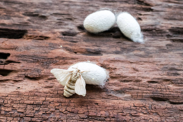Silk Moth on Silk Cocoon - Photo, Image