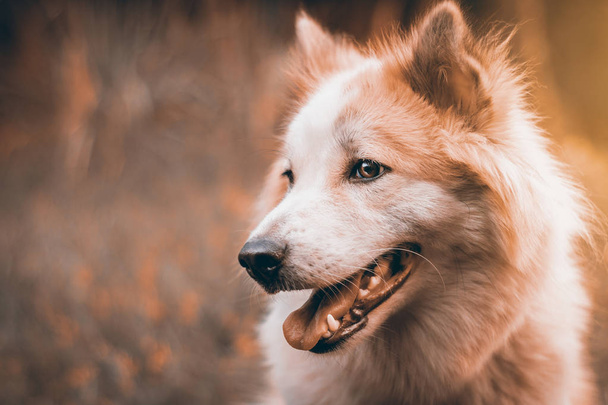 schöner Hund in der Natur Hintergrund. Porträt eines sibirischen Huskys. - Foto, Bild