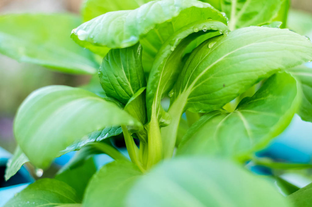 Bok choy or Chinese-cabbage - Photo, Image
