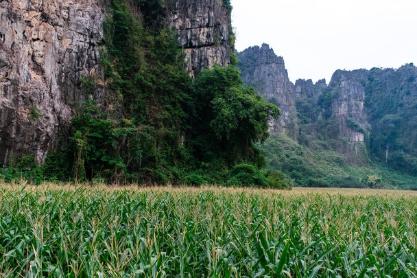 Maissipelto vuoren kanssa
 - Valokuva, kuva