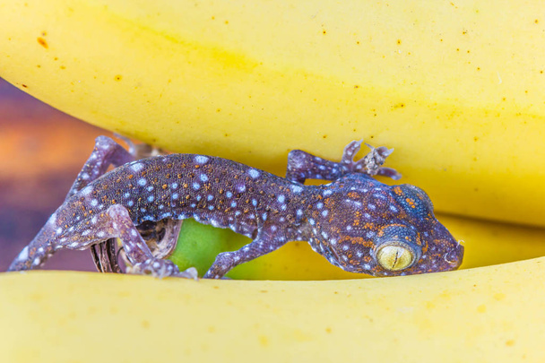 Söpö nuori gekko banaanihedelmillä
 - Valokuva, kuva