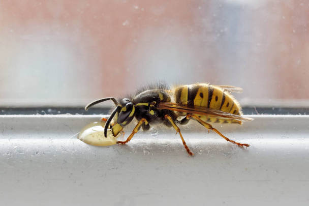 A darázs eszik csepp méz. - Fotó, kép