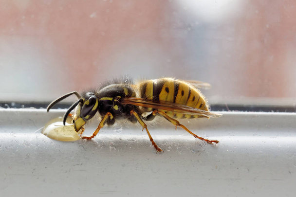 A darázs eszik csepp méz. - Fotó, kép