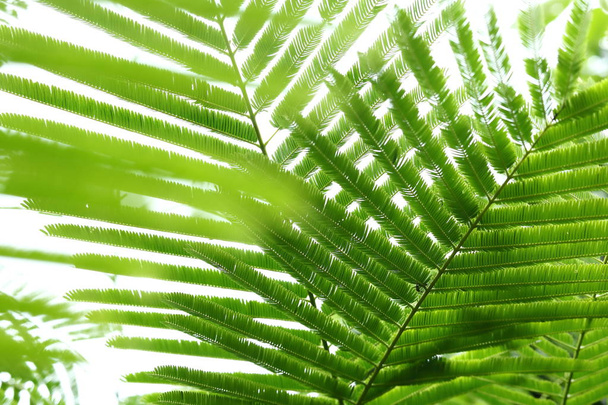 abstract green leaves in nature background - Fotó, kép