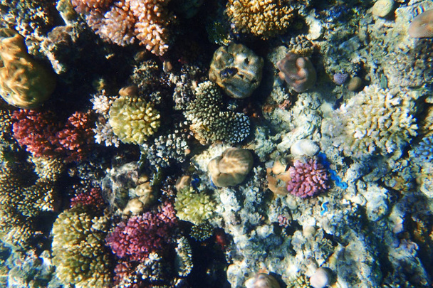 coral reef in egypt - Photo, Image
