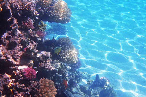recifes de coral no egito
 - Foto, Imagem