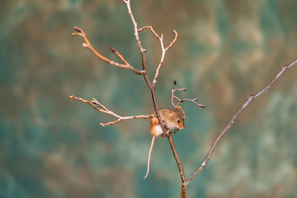 Ratón de cosecha eurasiático (Micromys minutus) en planta seca - primer plano con enfoque selectivo
 - Foto, imagen