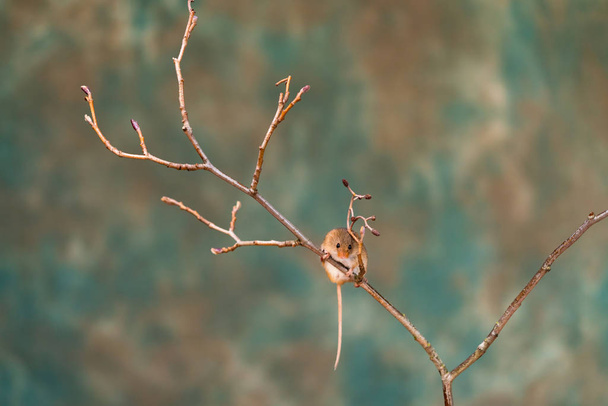 Євразійська жнива миша (Мікромис хвилинка) на сухому заводі-крупним планом з вибірковим фокусом - Фото, зображення