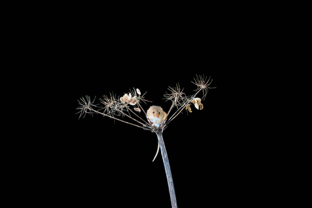 Eurasian harvest mouse (Micromys minutus) on dry plant - closeup with selective focus - Zdjęcie, obraz
