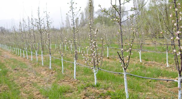 молодые цветущие яблони в апреле обработанные смесью Бордо для борьбы с плесенью
. - Фото, изображение