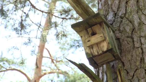 Velha caixa de nidificação de madeira Birdhouse em pinheiros na floresta
 - Filmagem, Vídeo
