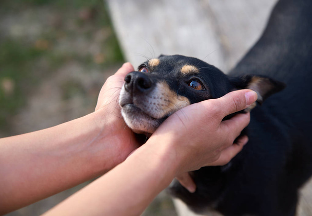 Terrier köpeği tutan kadın elleri. Kulakları tutan bir adamın ellerine sahip yaratıcı bir hayvan. - Fotoğraf, Görsel