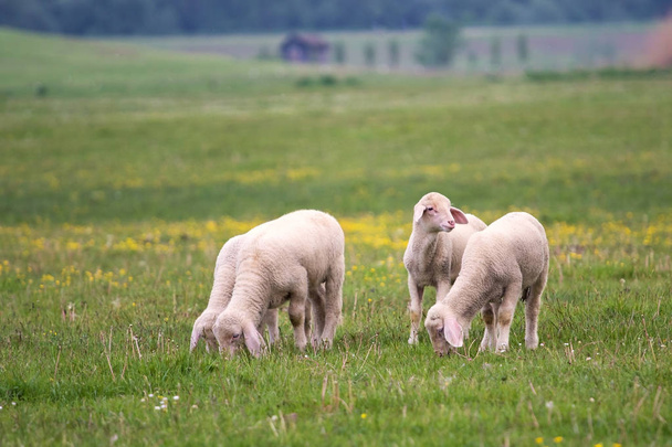 牧草地で4匹の子羊が放牧 - 写真・画像