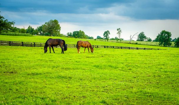 Kentucky'de bir çayırda atlar - Fotoğraf, Görsel