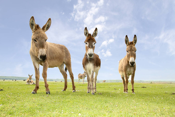 Three donkeys on the meadow - Фото, изображение