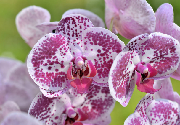 cerrar sobre hermosa orquídea rosa y blanca floreciendo sobre fondo verde
  - Foto, Imagen