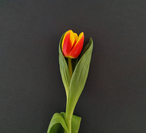A red and yellow tulip on the black background - Fotografie, Obrázek