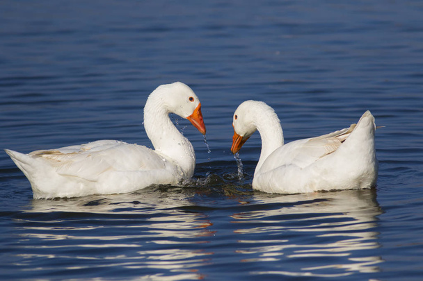 Дві білі вітчизняні гуси плавають на озері
 - Фото, зображення