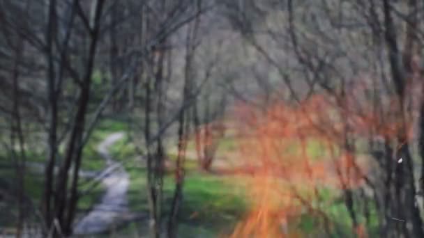 Κάψτε φωτιά με ξύλα στο δάσος. Πράσινο γκαζόν στο δάσος στο φόντο της φωτιάς - Πλάνα, βίντεο