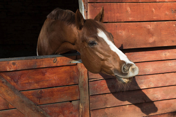 Portrait of smiling horse  in a stable - Photo, Image