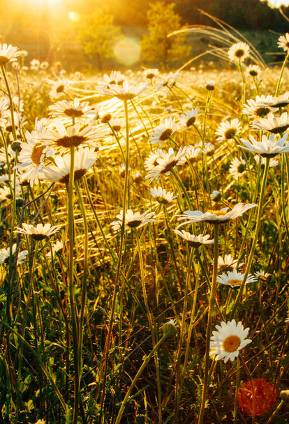 Hermosa flor flores margarita fondo. Campo de flores de verano
. - Foto, imagen