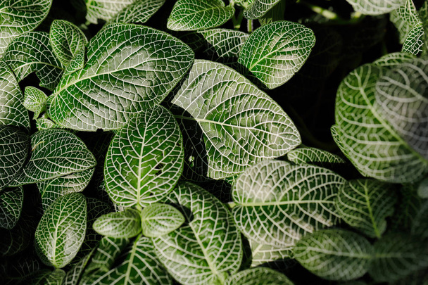Close-up de fittonia planta nervosa um gênero de plantas com flores
 - Foto, Imagem