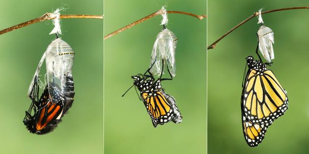 Monarca farfalla (Danaus plexippus) asciugandosi le ali dopo eme
 - Foto, immagini