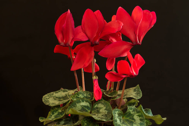 Красный цветок на черном фоне
 - Фото, изображение