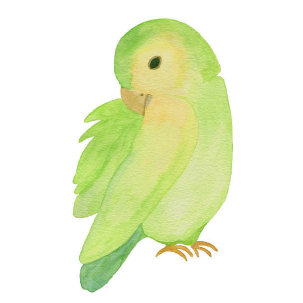 Zielona papuga na białym tle obiektu - Zdjęcie, obraz