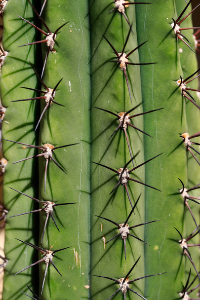 鋭い背骨を持つ大きなサボテンエキゾチックな植物のクローズアップ - 写真・画像