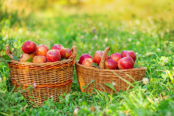 Poimin omenoita. Täynnä koreja punaisia omenoita puutarhassa ruoho
. - Valokuva, kuva