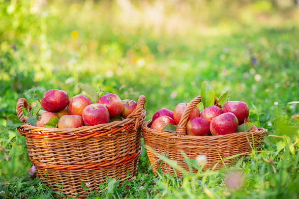 Poimin omenoita. Täynnä koreja punaisia omenoita puutarhassa ruoho
. - Valokuva, kuva