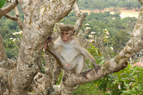 Singe macaque dans la jungle du Sri Lanka
 - Photo, image