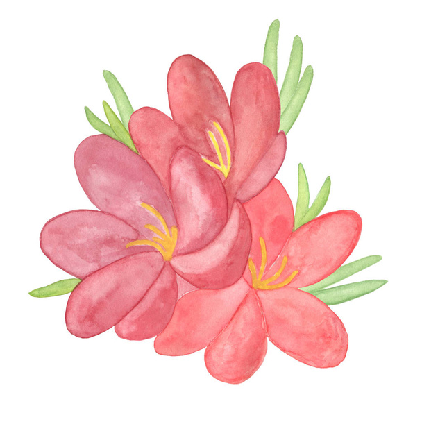 fleur rouge isolée
 - Photo, image