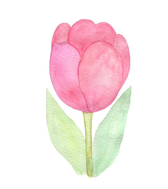 Pink tulipán, fehér alapon - Fotó, kép