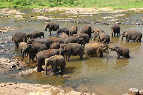Słonie sierocić słoni Pinnawala jest kąpiel  - Zdjęcie, obraz