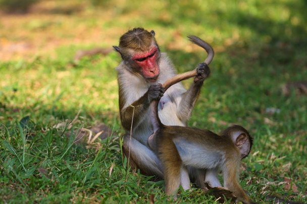 Madre mono macaco está buscando un pueblo en piel de bebé
 - Foto, Imagen