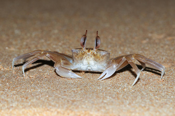 Crabe fantôme doré drôle avec de grands yeux
 - Photo, image