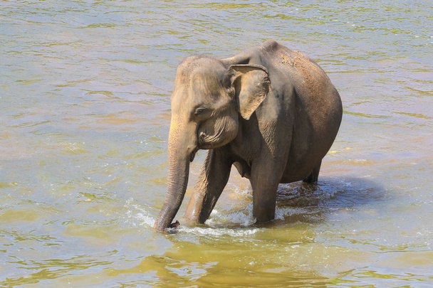 Asian elephant Elephans maximus is bathing - Фото, изображение