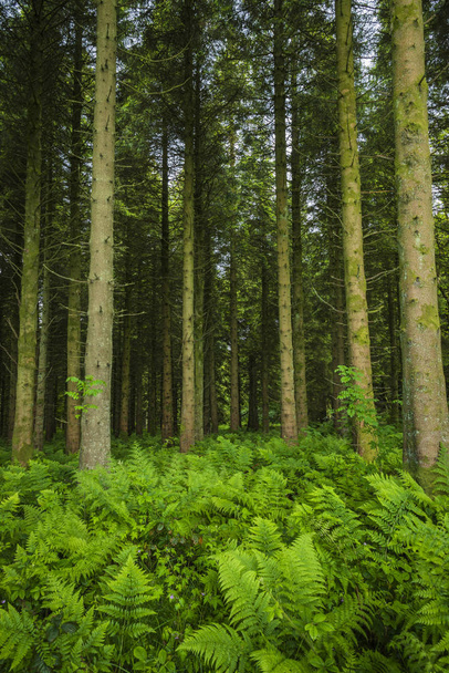 Το σκληρό Ferns (Blechnum πικάντικη) καλύπτει το δασικό πάτωμα του δάσους Γούντμπερν. Κάρικφέργκους: Μεικτό κωνοφόρο και ευρύ φύλλο δασικών εκτάσεων με δημόσιους διαδρόμους και ταμιευτήρες που ανήκουν στη Βόρεια Ιρλανδία Water. - Φωτογραφία, εικόνα