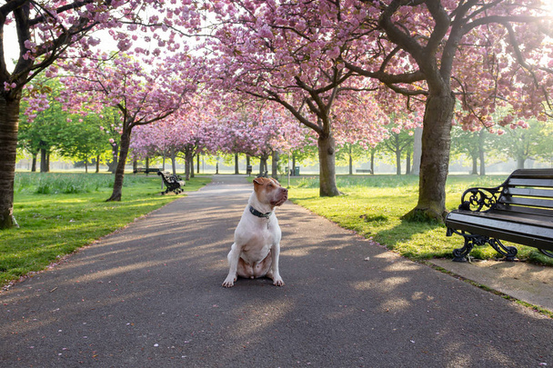 Koiran staffordshire terrieri istuu polulla kirsikankukka kukka puu
. - Valokuva, kuva