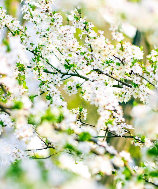 Kersenboom bloesem in het voorjaar, witte bloemen als de natuur backgroun - Foto, afbeelding