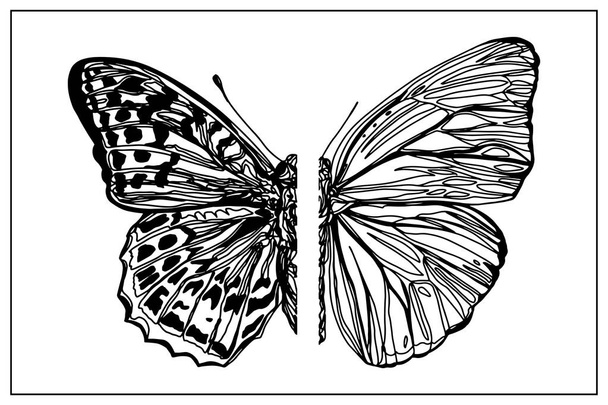 Kaunis käsin piirretty luonnos perhosia kuvio vektori kuva
. - Vektori, kuva