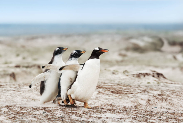Gentoo pingüino polluelos persiguiendo a los padres para ser alimentado
  - Foto, Imagen