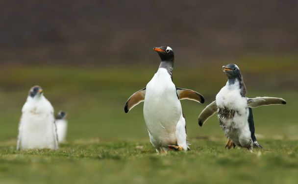 Gentoo Penguin chick persiguiendo al padre para ser alimentado
 - Foto, Imagen