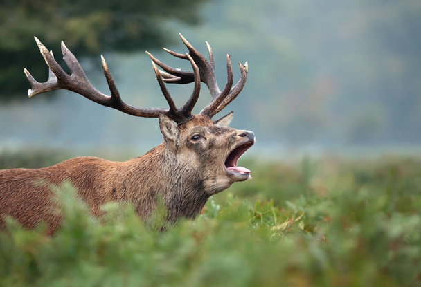 Red deer stag calling during rutting season in autumn - Photo, Image