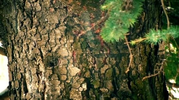 Cedar tree bark in the winter - Filmagem, Vídeo
