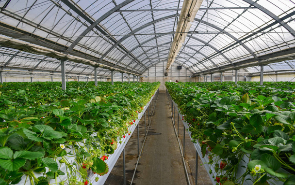 Strawberries grow a greenhouse - Photo, Image