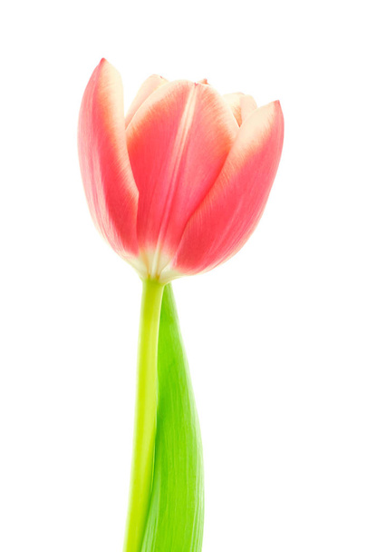 Тюльпан с листом на белом фоне
 - Фото, изображение