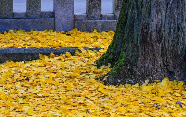 Jesienna sceneria w Nara, Japonia  - Zdjęcie, obraz